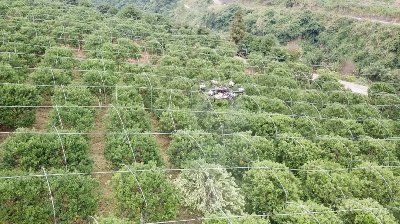 常鋒天馬無人機按壟飛行果樹植保作業
